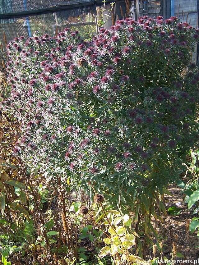 Источник: https://www.futuregardens.pl/aster-ann-leys.html