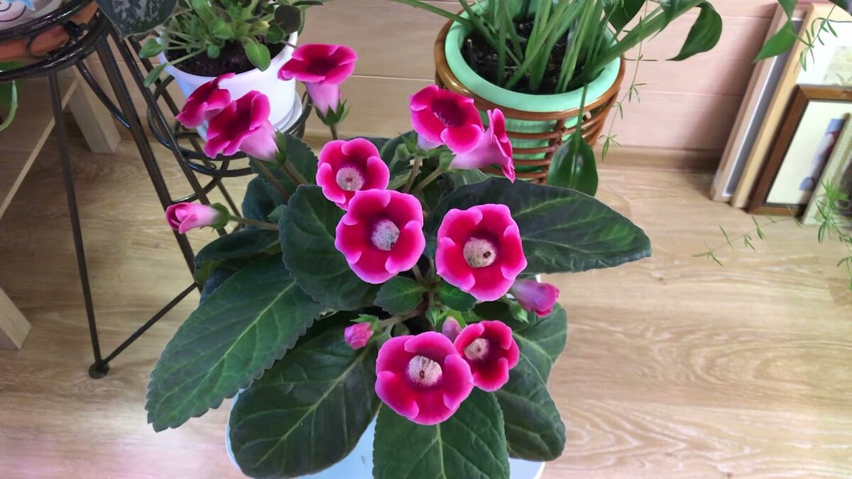 Как правильно поливать Глоксинию