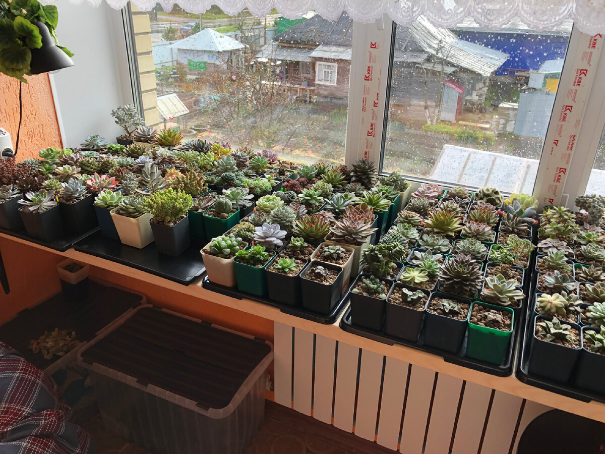 Сентябрь 2021 года, уже занесла на балкон…