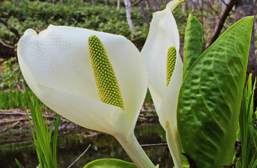 Ядовито ли растение. Белокрыльник болотный Calla palustris. Белокрыльник (Калла). Белокрыльник болотный (Calla palustris l.). Белокрыльник соцветие.