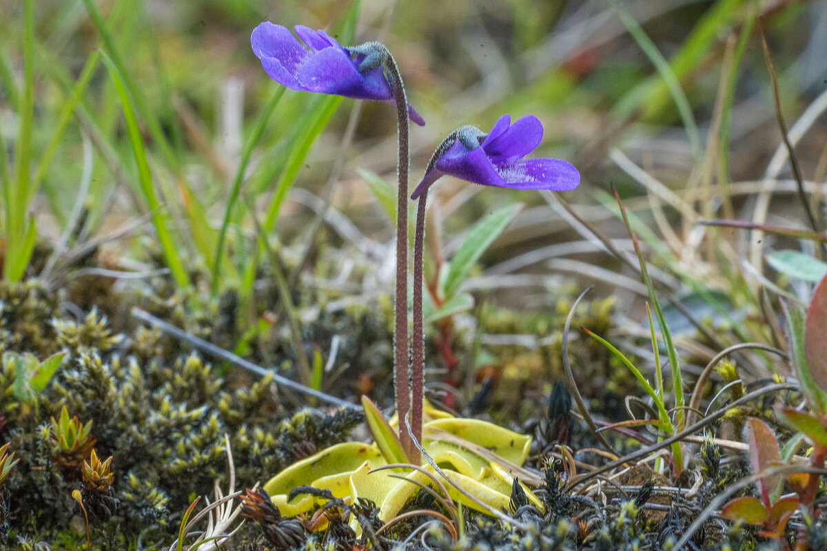 Растение жирянка обыкновенная © Ежи Стшелецкий 