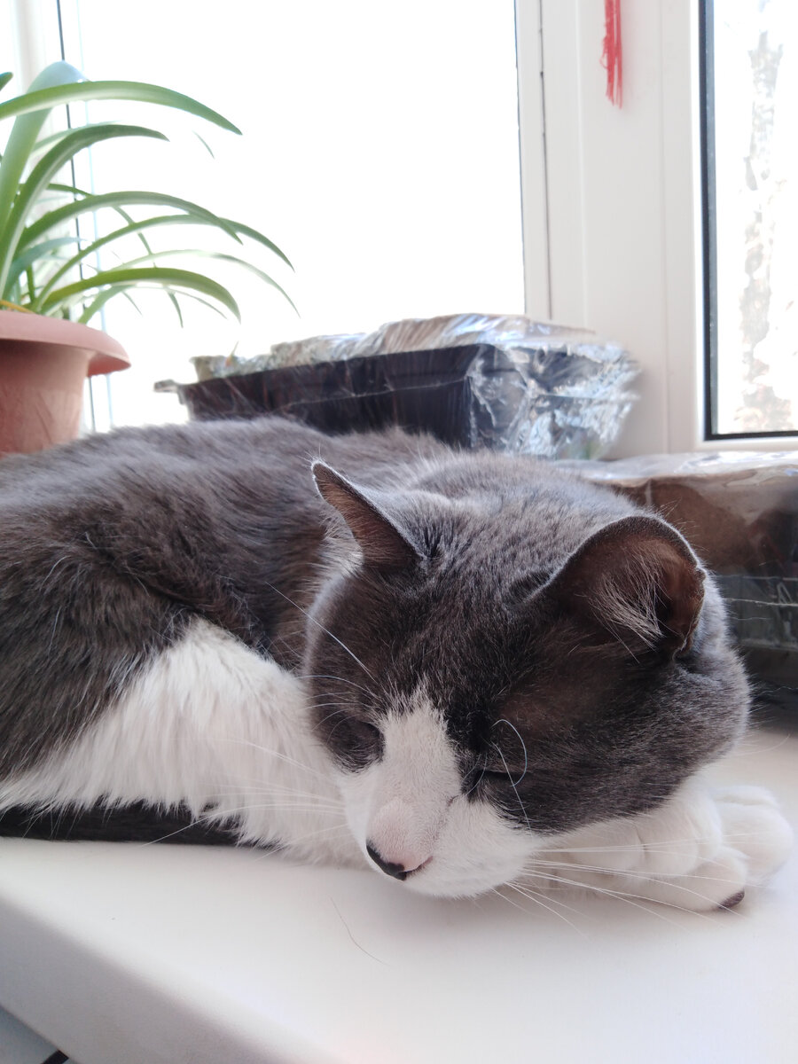 Вчера было солнышко. Вот мы сразу на подоконник греться. Соскучился мальчишка по солнышку.