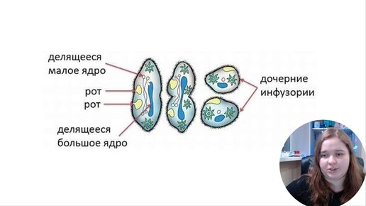 Какой цифрой на рисунке обозначен органоид животного который контролирует процесс конъюгации