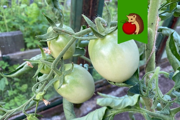 5 главных 
