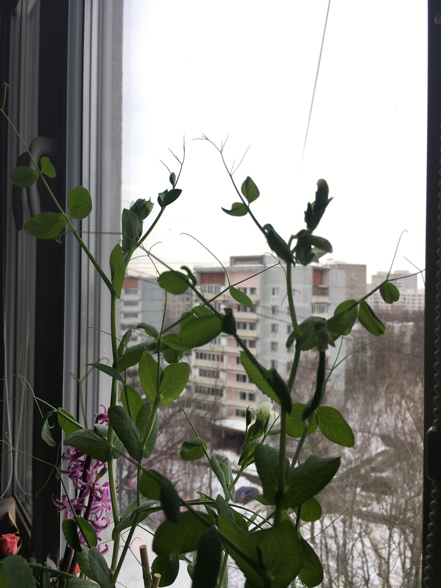 А это мой горошек на подоконнике (2018 г  март)