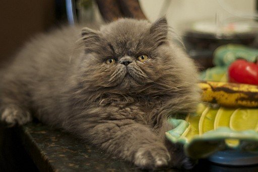 Основные моменты Персидская кошка – одна из самых красивых среди домашних пород.-2