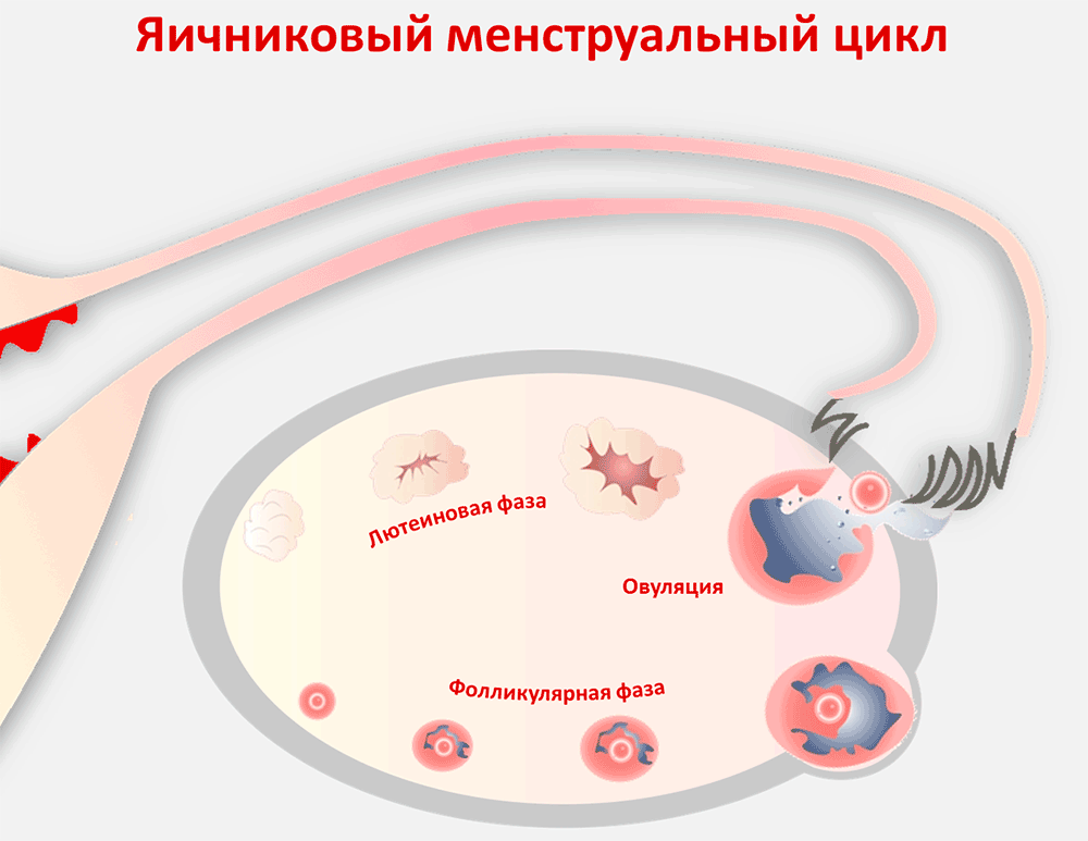 Что такое овуляция у женщин простыми словами