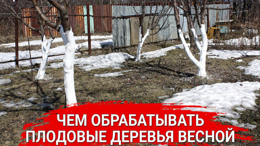 Чем обрабатывать плодовые деревья весной | Садовый Клуб Наталии ...