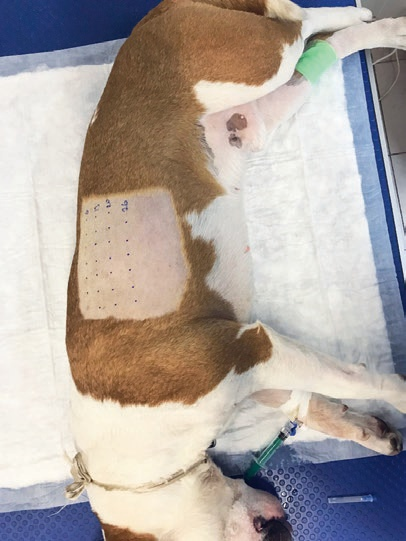 Рис. 1. Собака при проведении внутрикожных аллергопроб