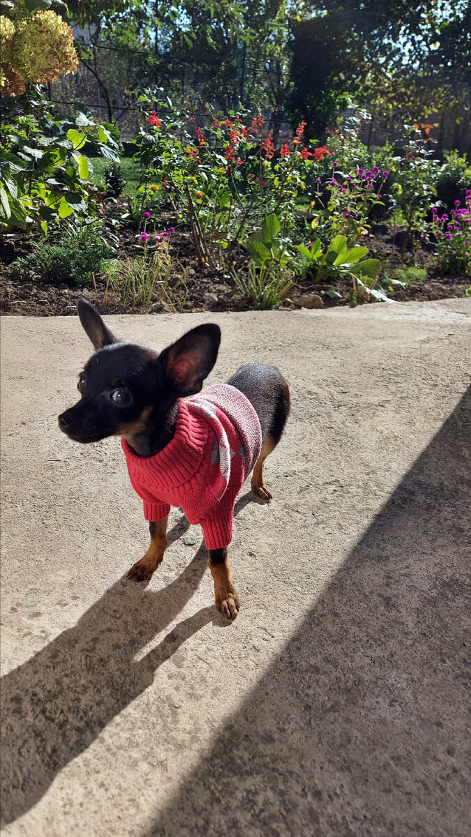 Фунтик в гостях