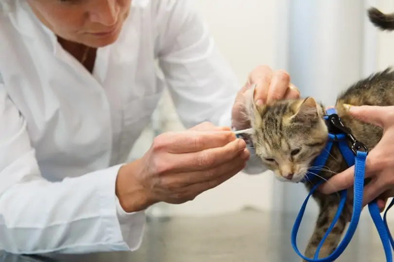 Кошачье ухо, проверенное ветеринаром - Ivonne Wierink, Shutterstock