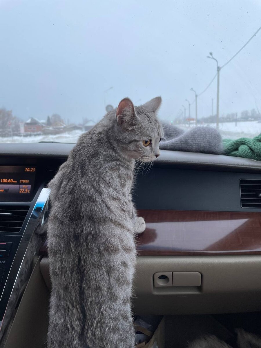 В самолете и аэропорту Коша всегда сидит смирно, а в машине не прочь полазить