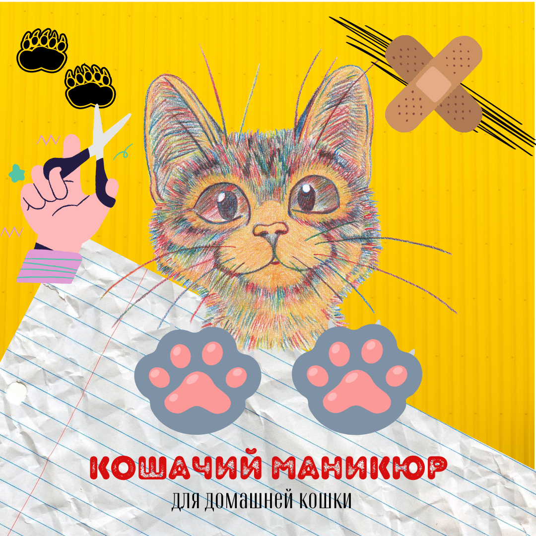 Кошачий маникюр для домашней кошки | Дневник кошатницы | Дзен