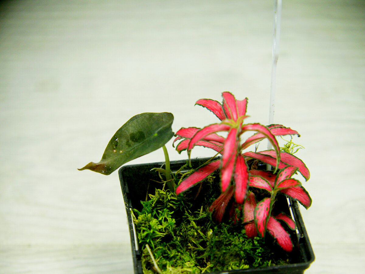Детка алоказии. Фото и коллекция автора masteritayaplants 