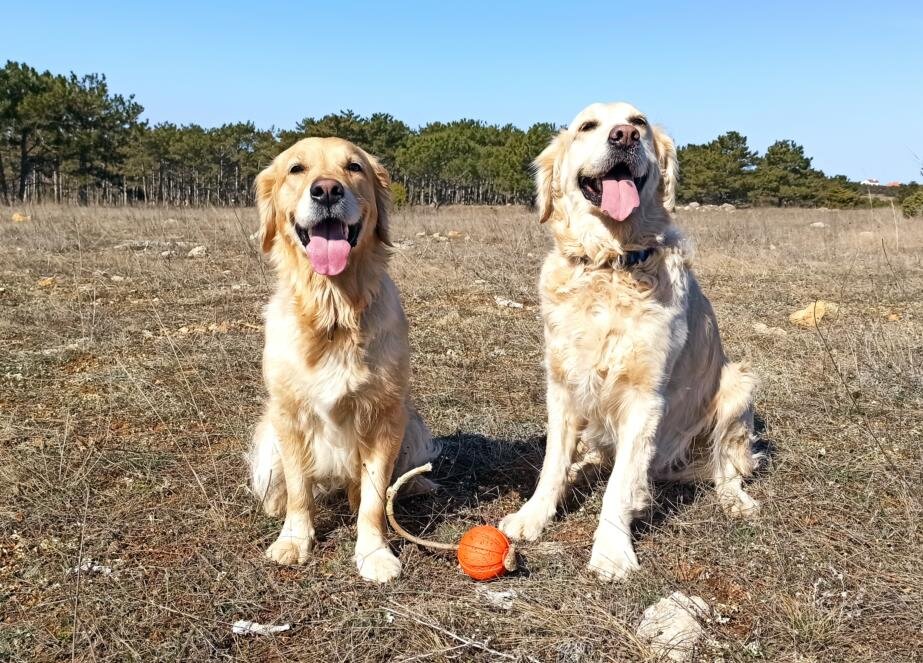 Куба, Ляля и почивший в бозе любимый мячик. Он недавно уплыл в море... к турецкому султану. Но теперь у нас есть новый, жёлтый.