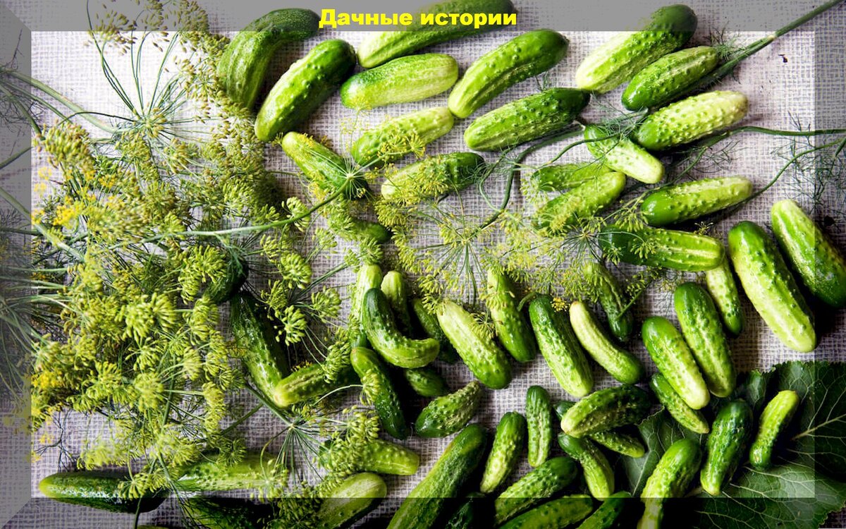 https://vk.com/photo-159774511_457253392