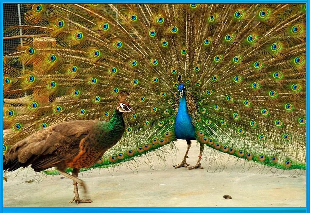 Жених старается обратить внимание невесты, у которой нет красивого веера. Фото: "7 секретов"