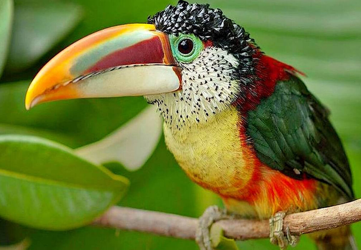 Кучерявый арасари