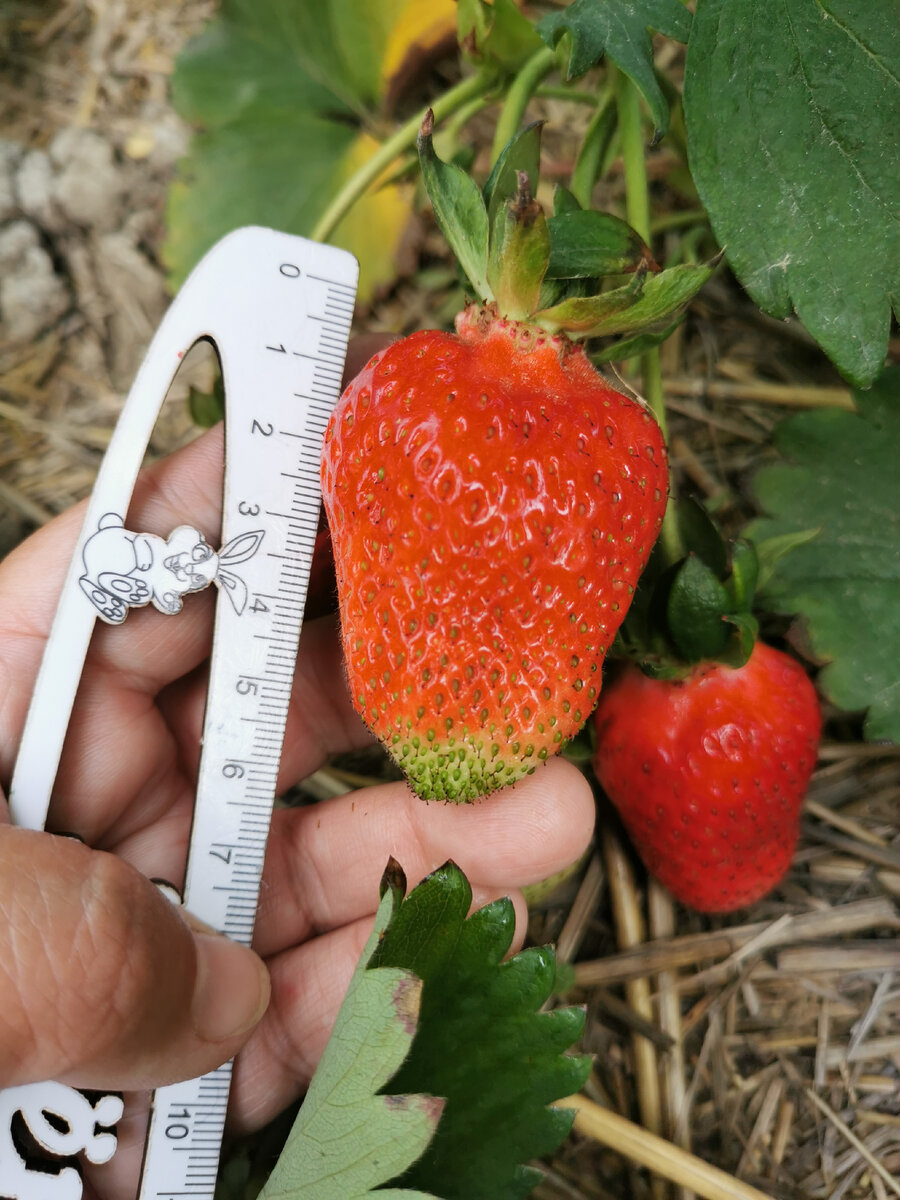 Клери. Первые ягоды были крупные. 