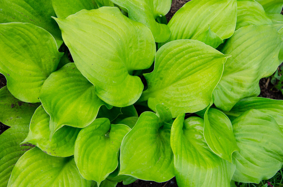 Пока растут, все названия забываются