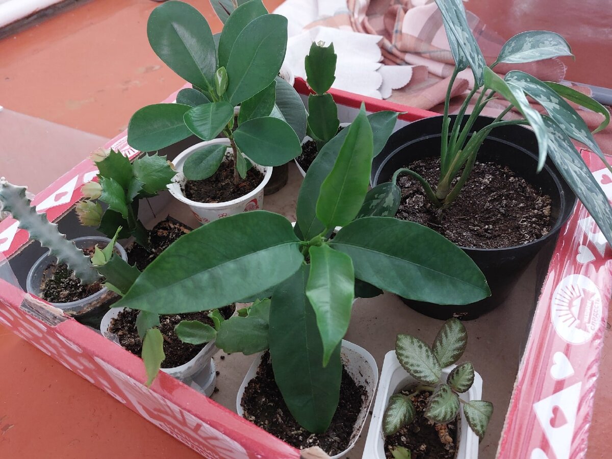 доехали домой благополучно