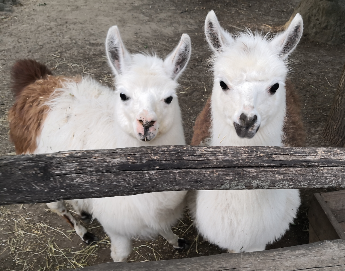 Альпаки