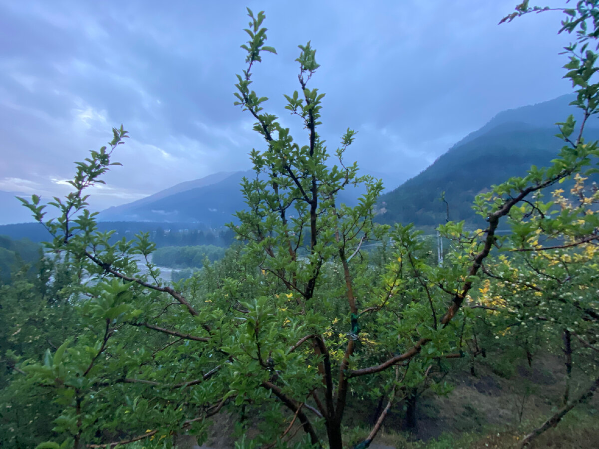 Что таят в себе леса Индии 😂😂