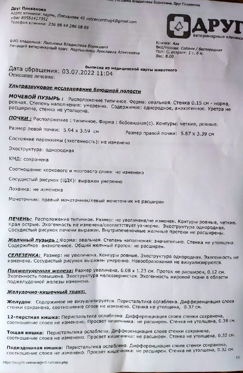 Мы экстренно увезли малышку Азу в областную клинику. Врачи спасли нашу  собаку | Джим ЧУСОВОЙ | Дзен