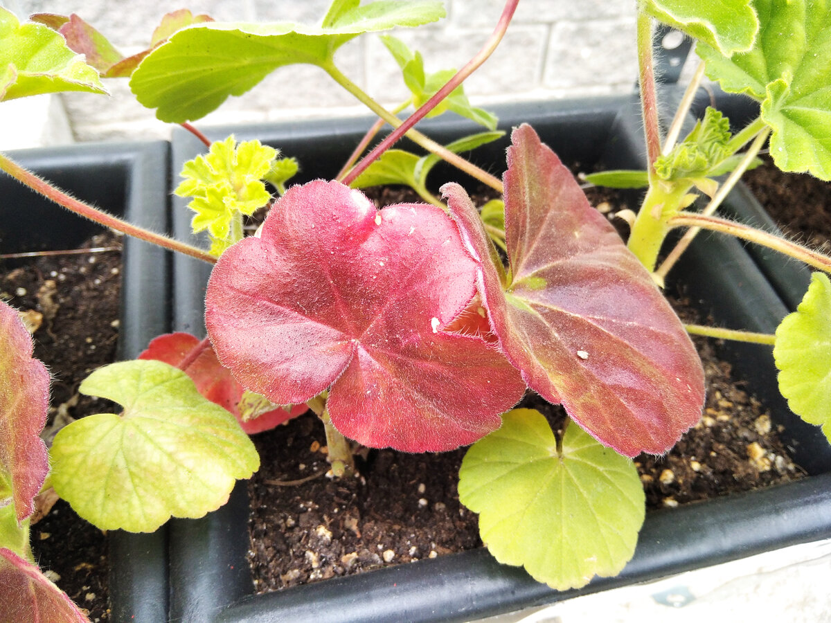 Новые листики растут нормальные. 