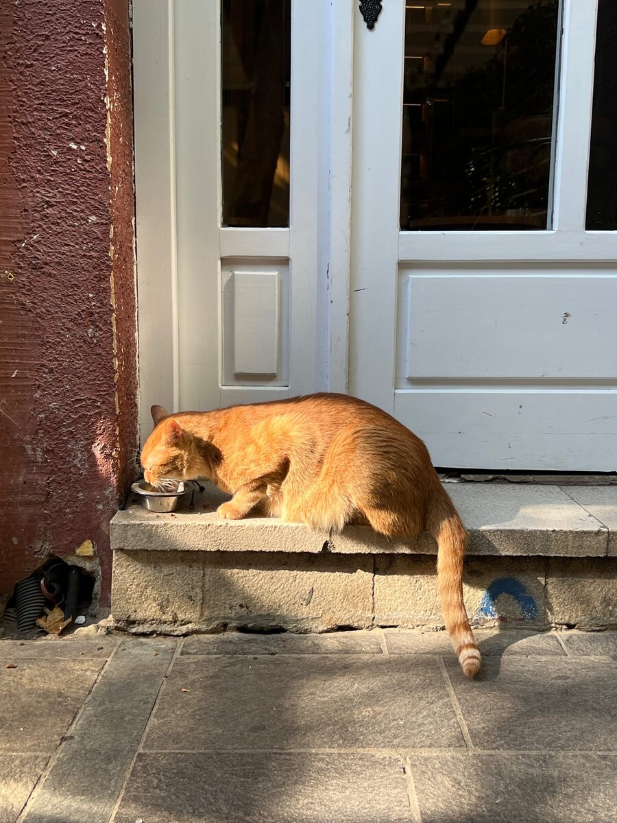 Кто-то ел, как этот гигант; он действительно огромен, кун рядом с ним - котенок!