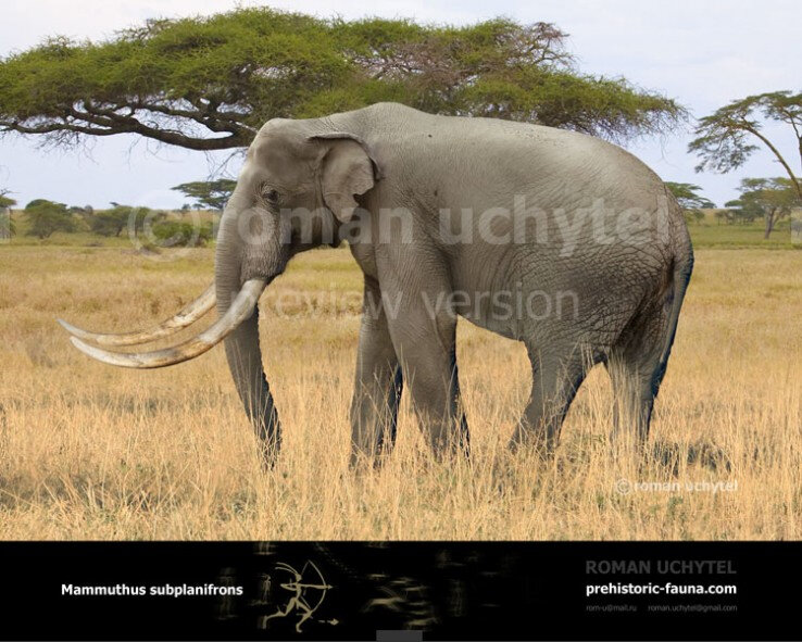 Мамонты, только ли шерстистые?