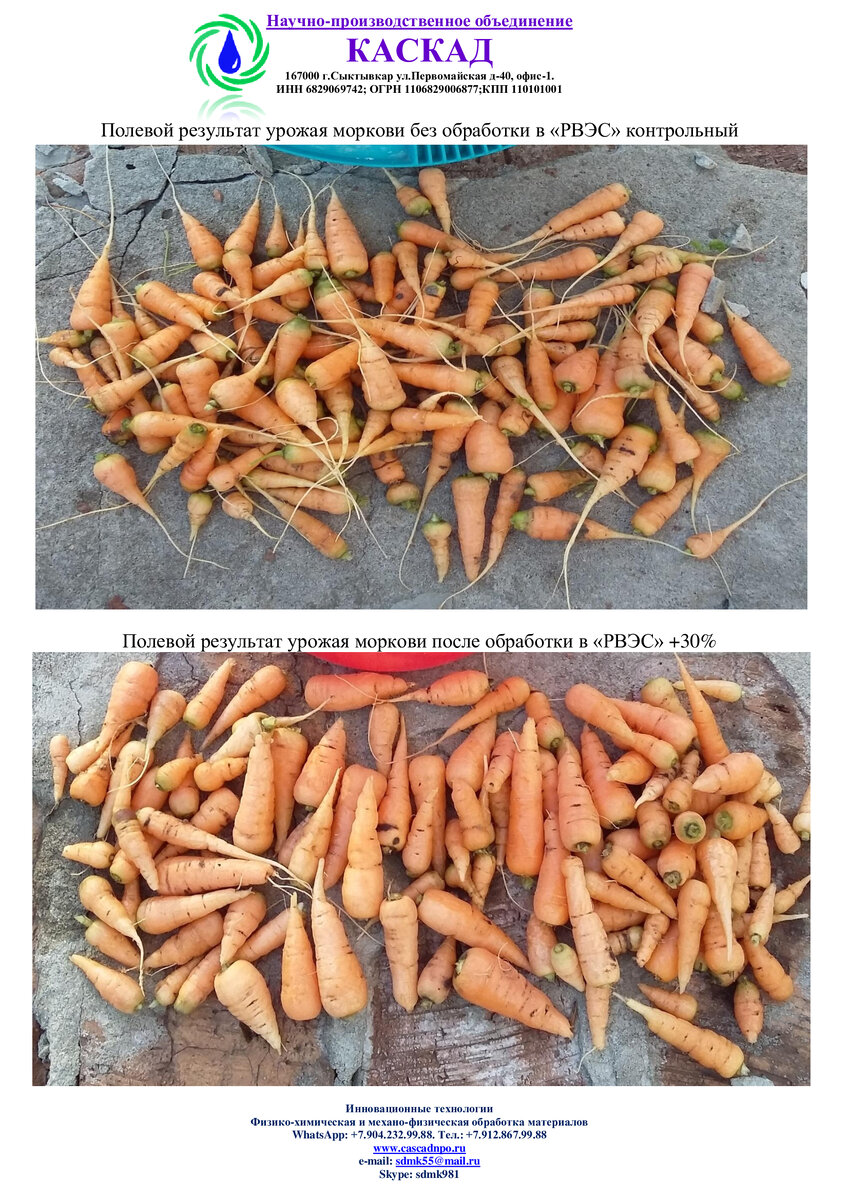 Посадка проводилась в неподготовленную почву и сухое лето без полива, результат после обработки в "РВЭС-ОПМ1" +27-30%