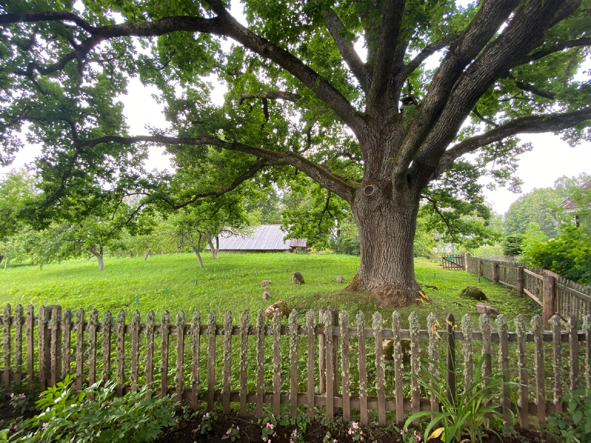 Старинный дуб на территории усадьбы | Личное фото