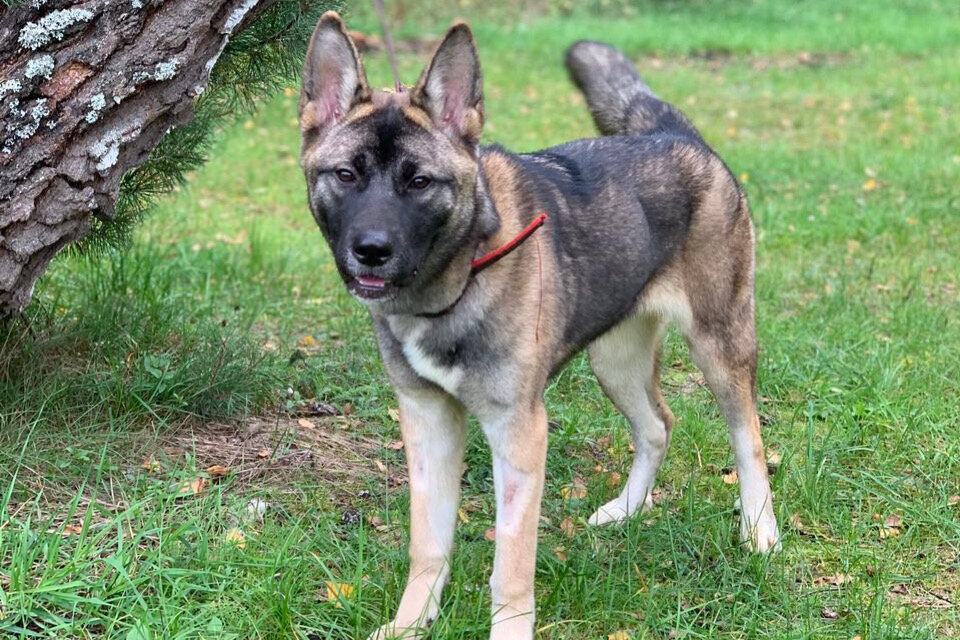 Айве на тот момент было 7 месяцев. Прошлые люди ее даже привить не удосужились 