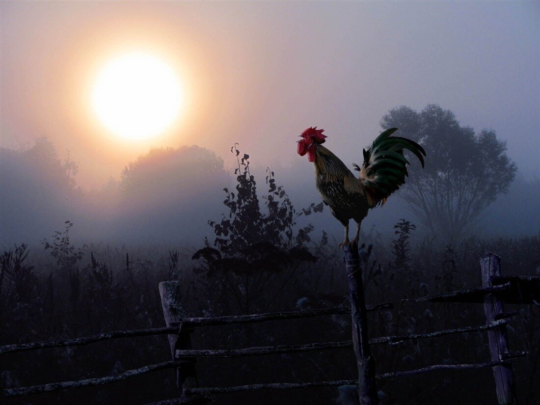 Картинка из интернета