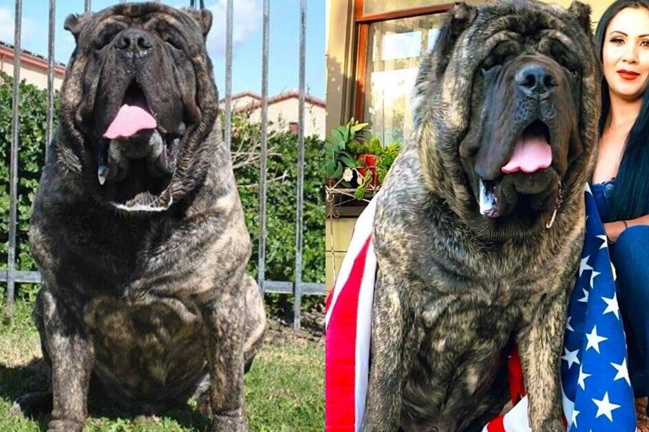    Заводчик из США воскресил древнюю породу гигантских собак