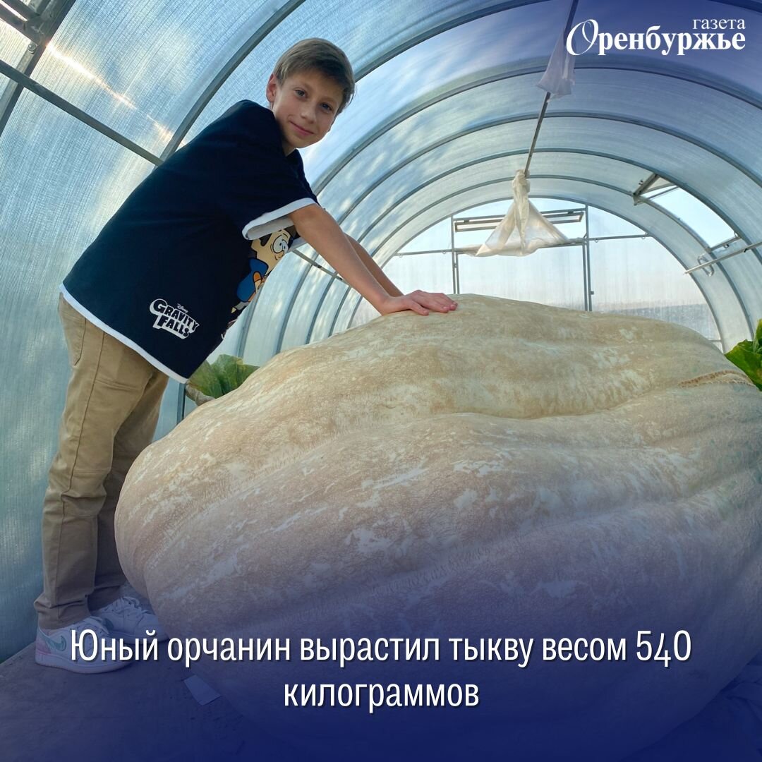 Самая крупная тыква. Гранулированный сульфат аммония бигбэг фомагро. Тыква 400 кг. 540 килограмм. 540 килограмм.