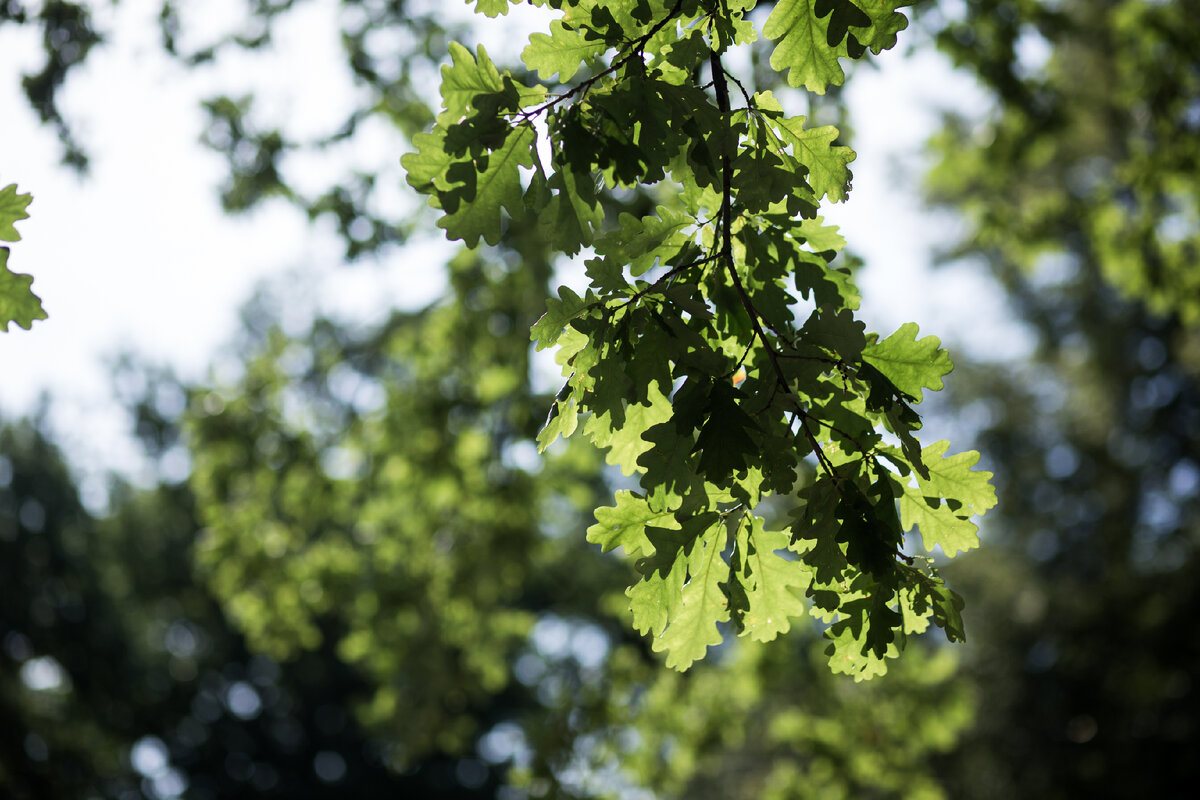 Александровский Сад, г. Санкт-Петербург. Дуб. Автор фото: Надежда Панова, http://nadia-photo.com