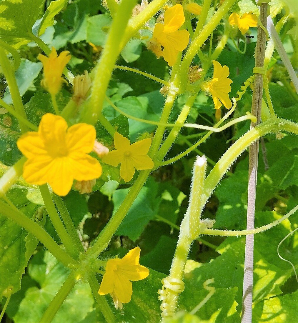 Фото автора канала *** Мама Лора***