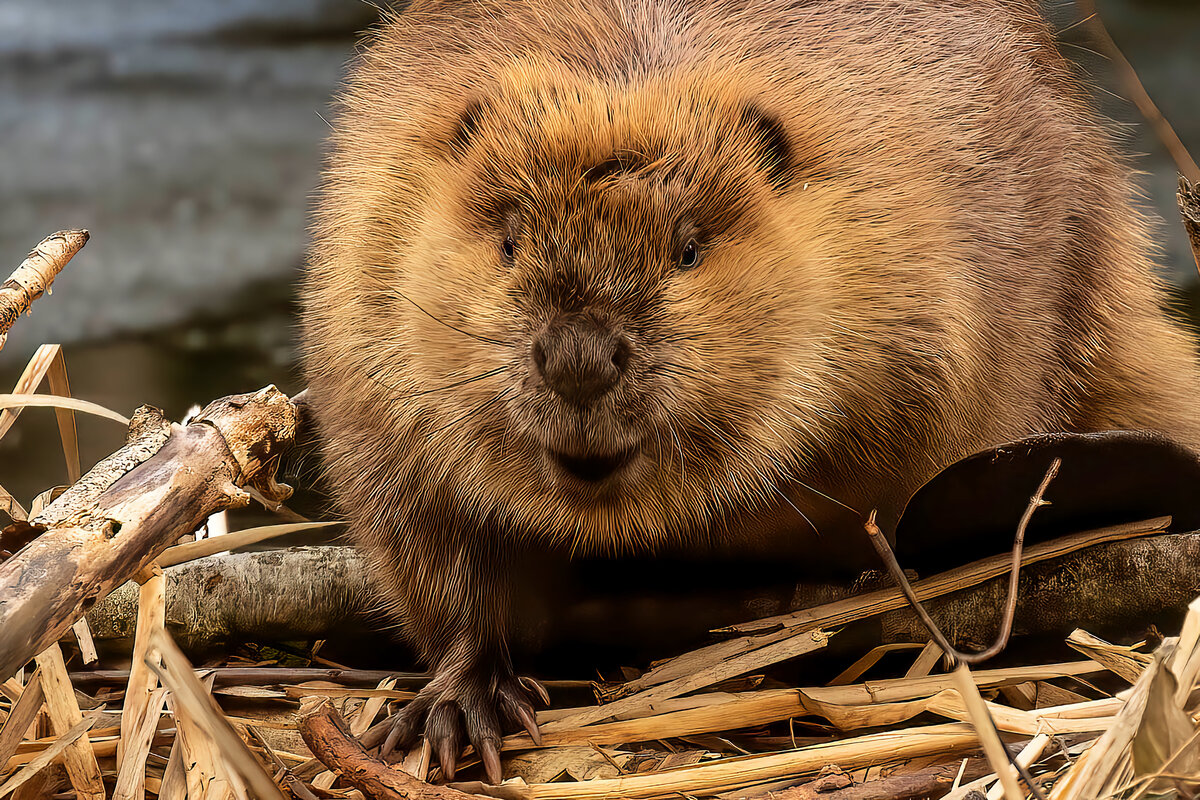 Европейский бобр. Бобры в полный рост. Красивые бобры. Бобр речной обыкновенный. Азиатский речной бобр.