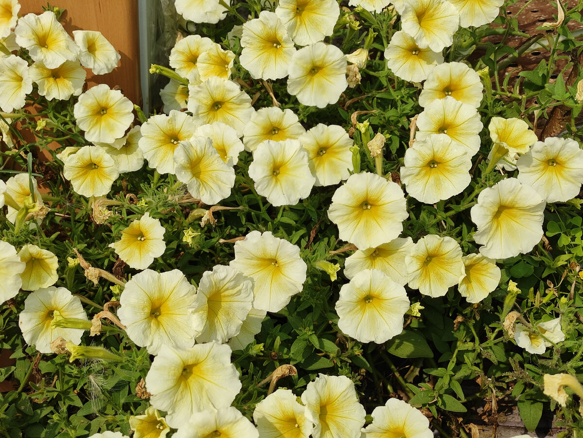 Красивый жёлтый цвет. 