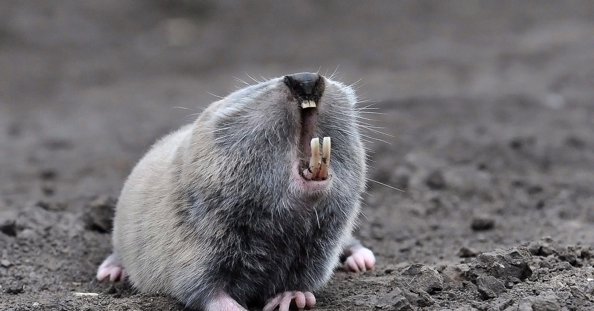 Это слепыш - красавец. Фото из интернета: https://cs7.pikabu.ru/