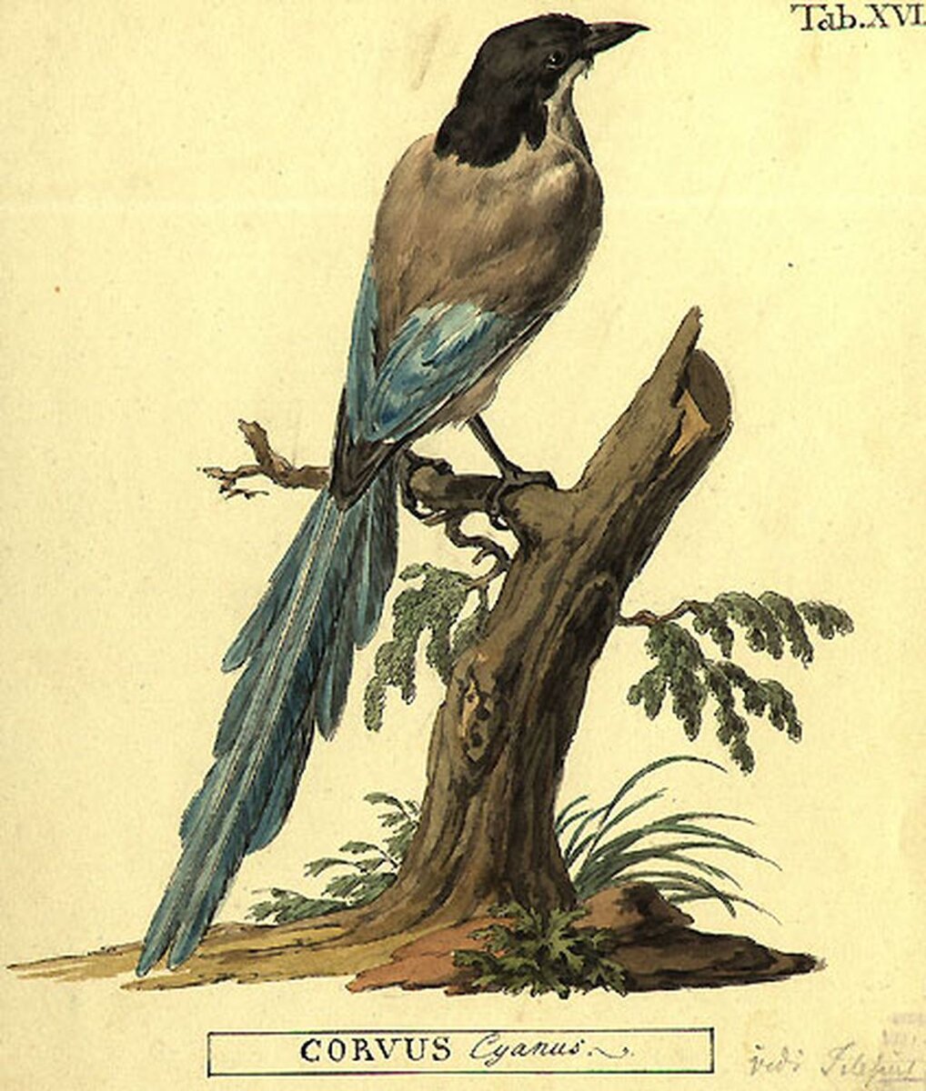 Cyanopica cyanus Питера Саймона Палласа https://upload.wikimedia.org/wikipedia/commons/e/e8/Cyanopica_cyanus_by_Peter_Simon_Pallas.jpg