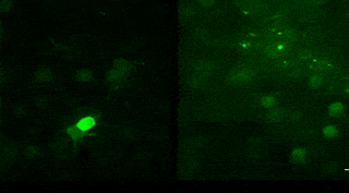   Hao-Di Tang et al. / Nature Metabolism, 2022