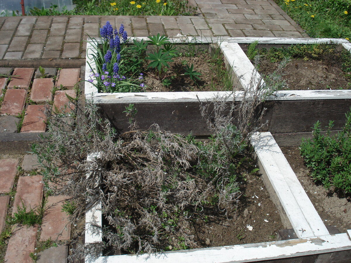 Лаванда в нижней грядке после зимовки