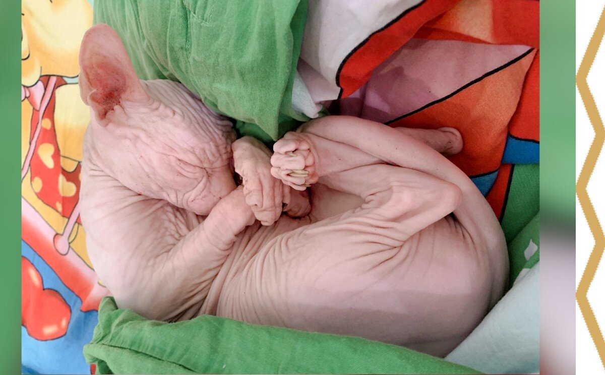 в нашей семье зимой все завидуют коту - спит целый день 🙂