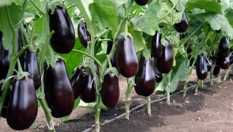 Баклажаны на грядке.