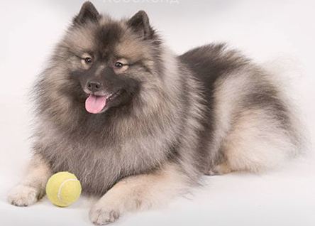 Вольф шпиц. Картинка из открытых источников.