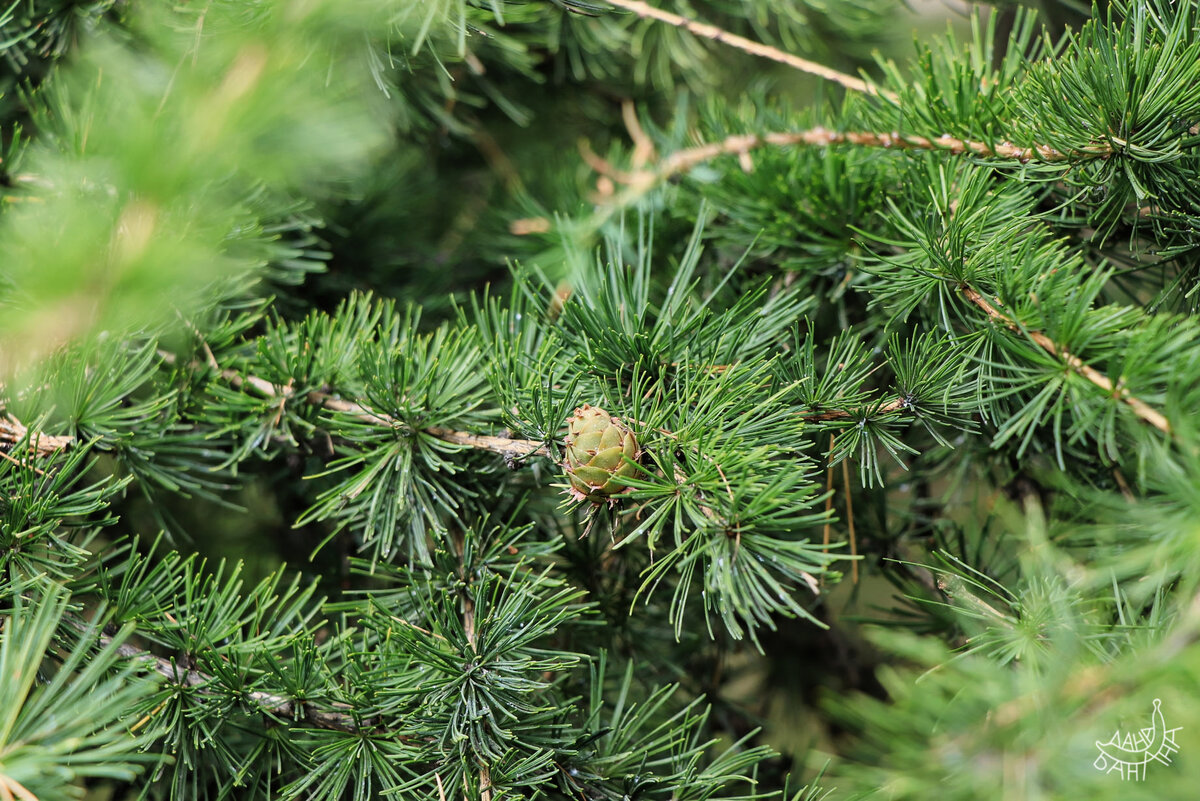 В парке тем временем царила безмятежность (прочитала на днях, российские учёные создали топливо из шишек)
