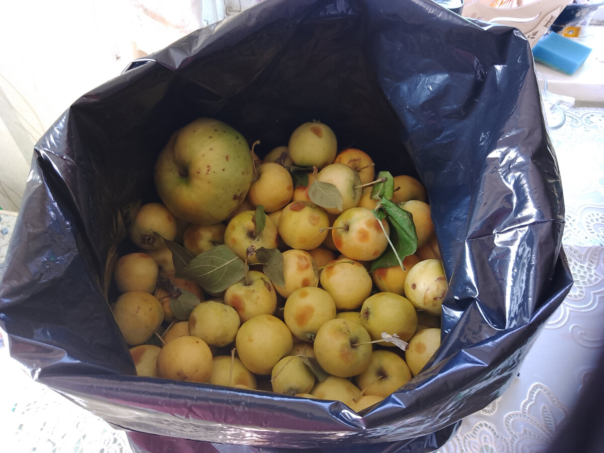 Вот такие яблочки на одном дереве маленькие жёлтенькие и очень сладкие😉